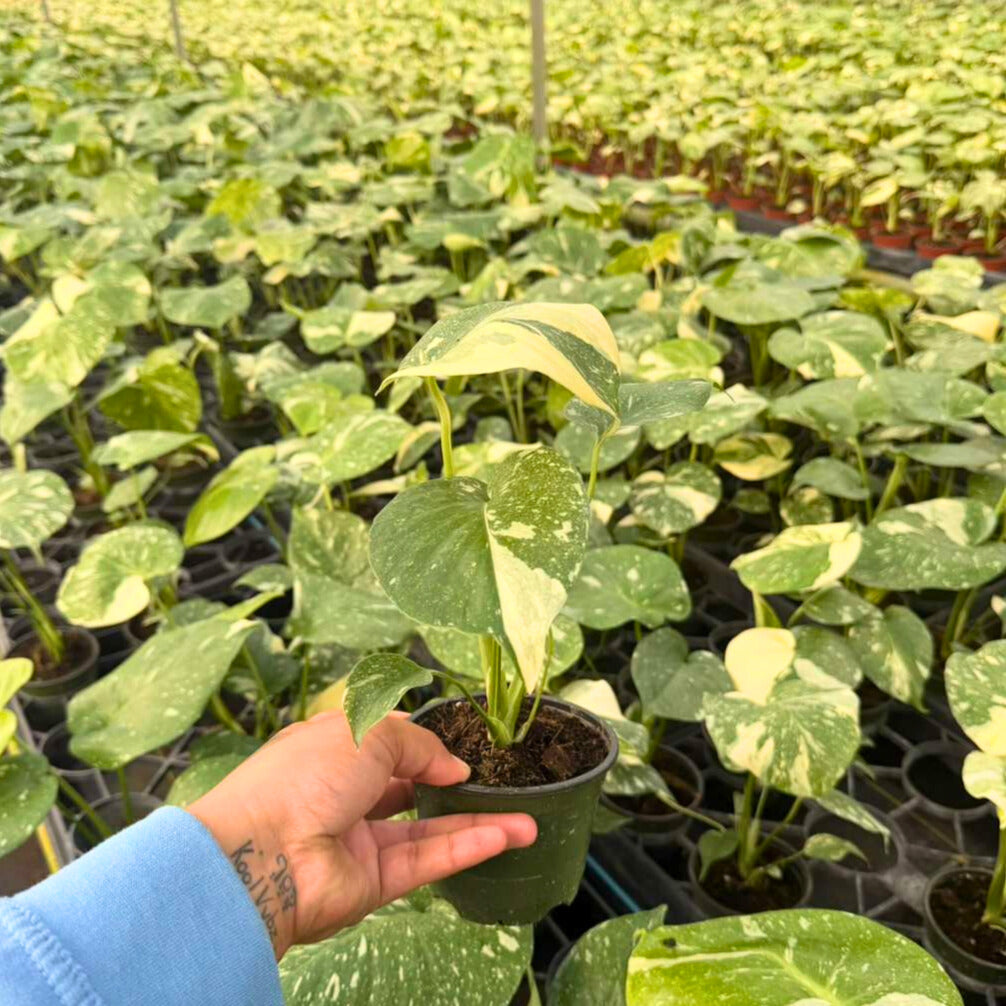 4” Monstera Thai Constellation