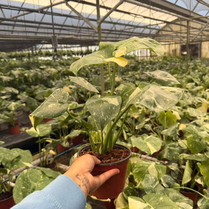 6" Monstera Thai Constellation