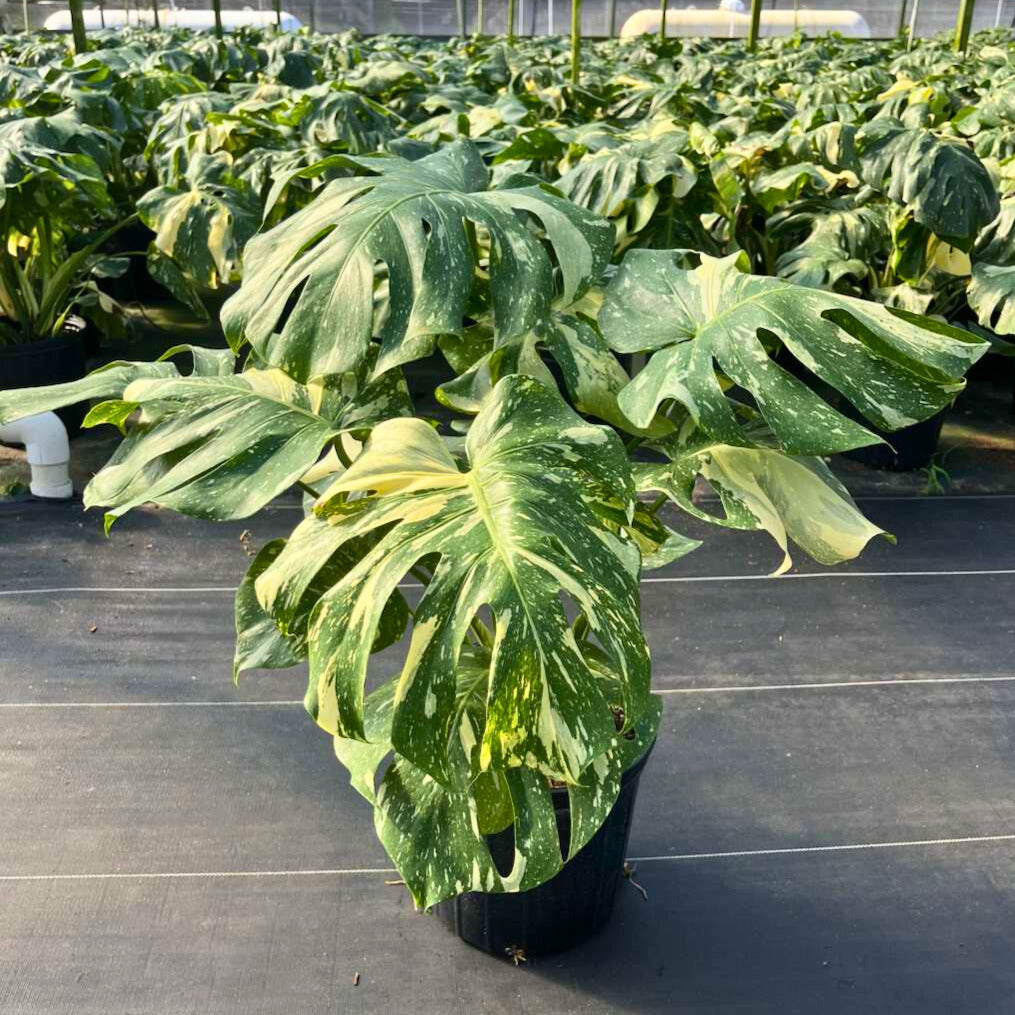 10" Monstera Thai Constellation