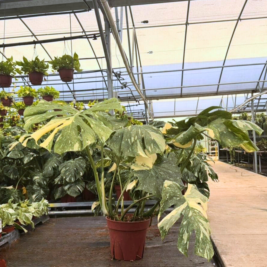 8" Monstera Thai Constellation