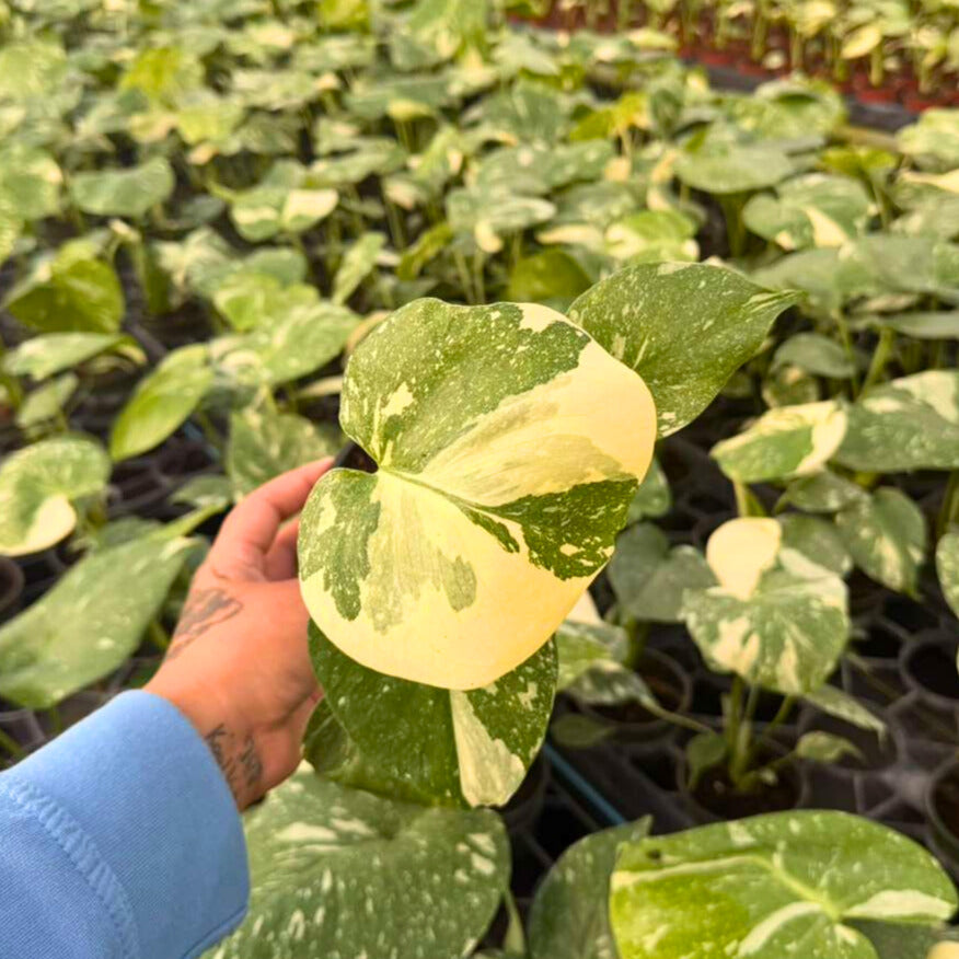 4” Monstera Thai Constellation