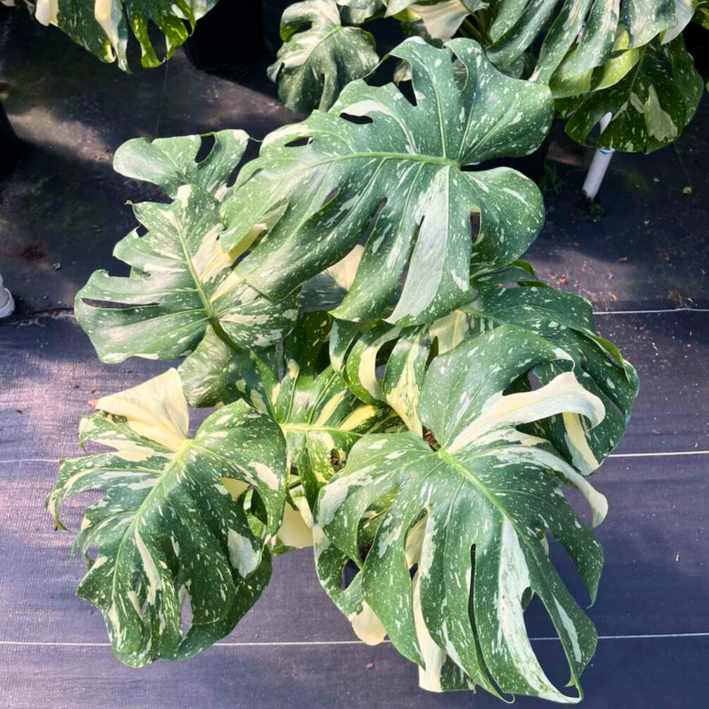 10" Monstera Thai Constellation