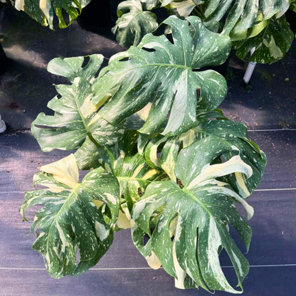 10" Monstera Thai Constellation