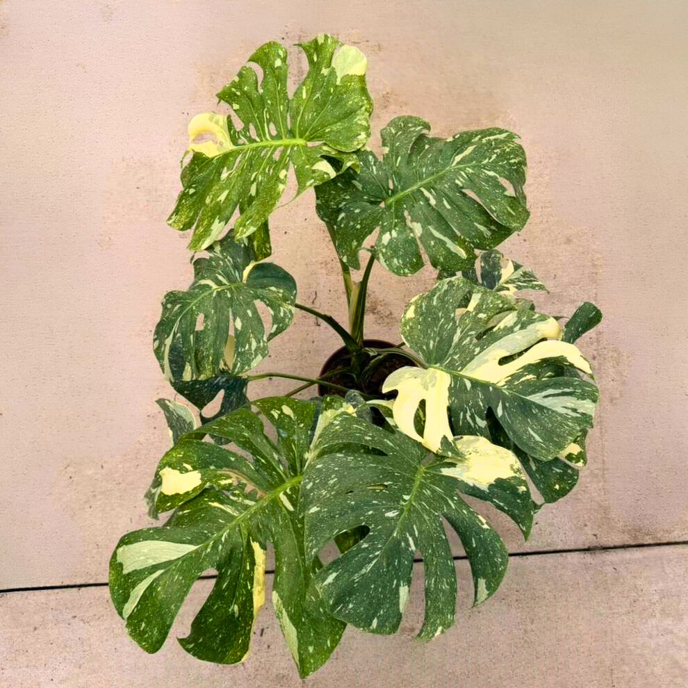 8" Monstera Thai Constellation