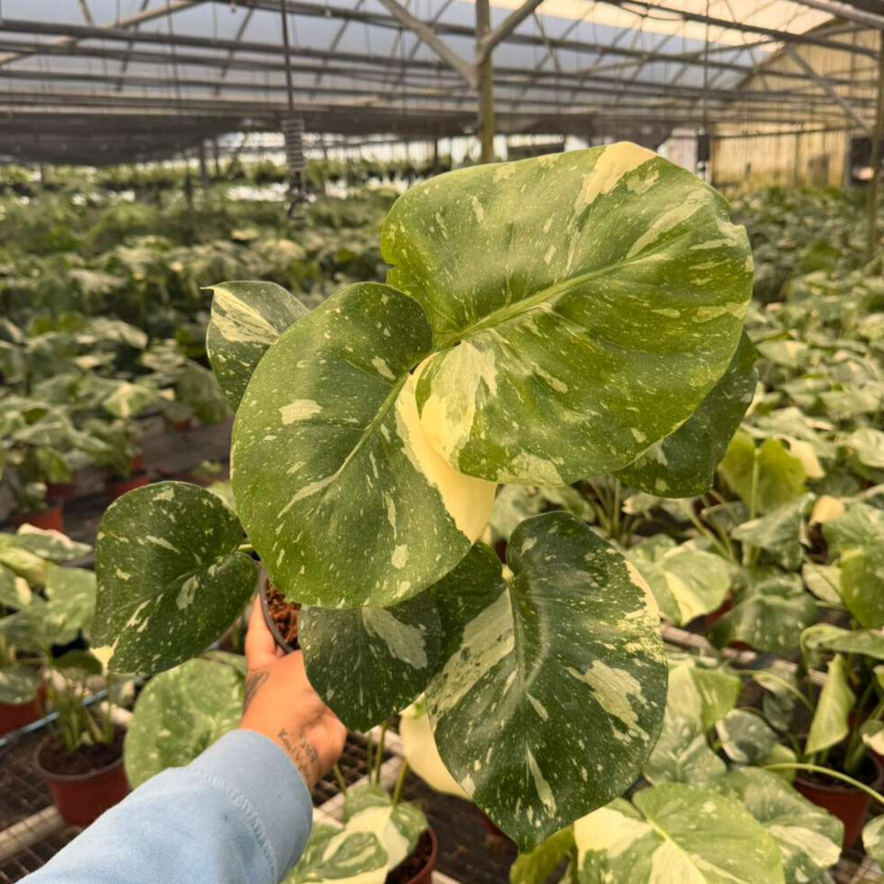 6" Monstera Thai Constellation