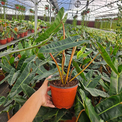6" Philodendron Billiatiae Croat