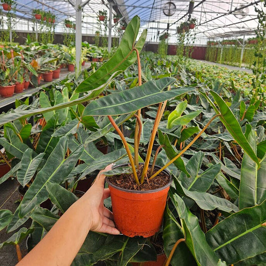 6" Philodendron Billiatiae Croat