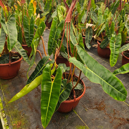 8” Philodendron Billiatiae Croat H.B