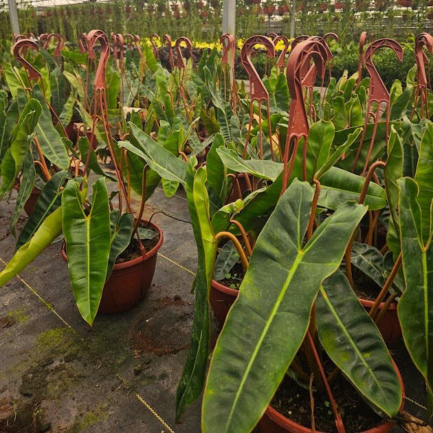 8” Philodendron Billiatiae Croat H.B