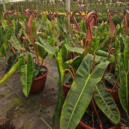 8” Philodendron Billiatiae Croat H.B