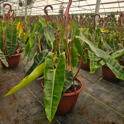 8” Philodendron Billiatiae Croat H.B