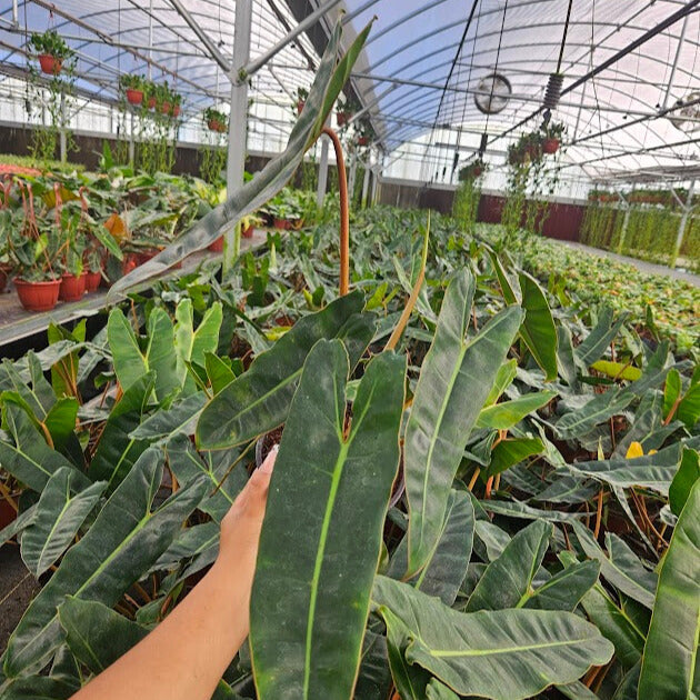 6" Philodendron Billiatiae Croat