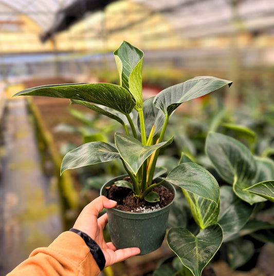 6" Philodendron Birkin