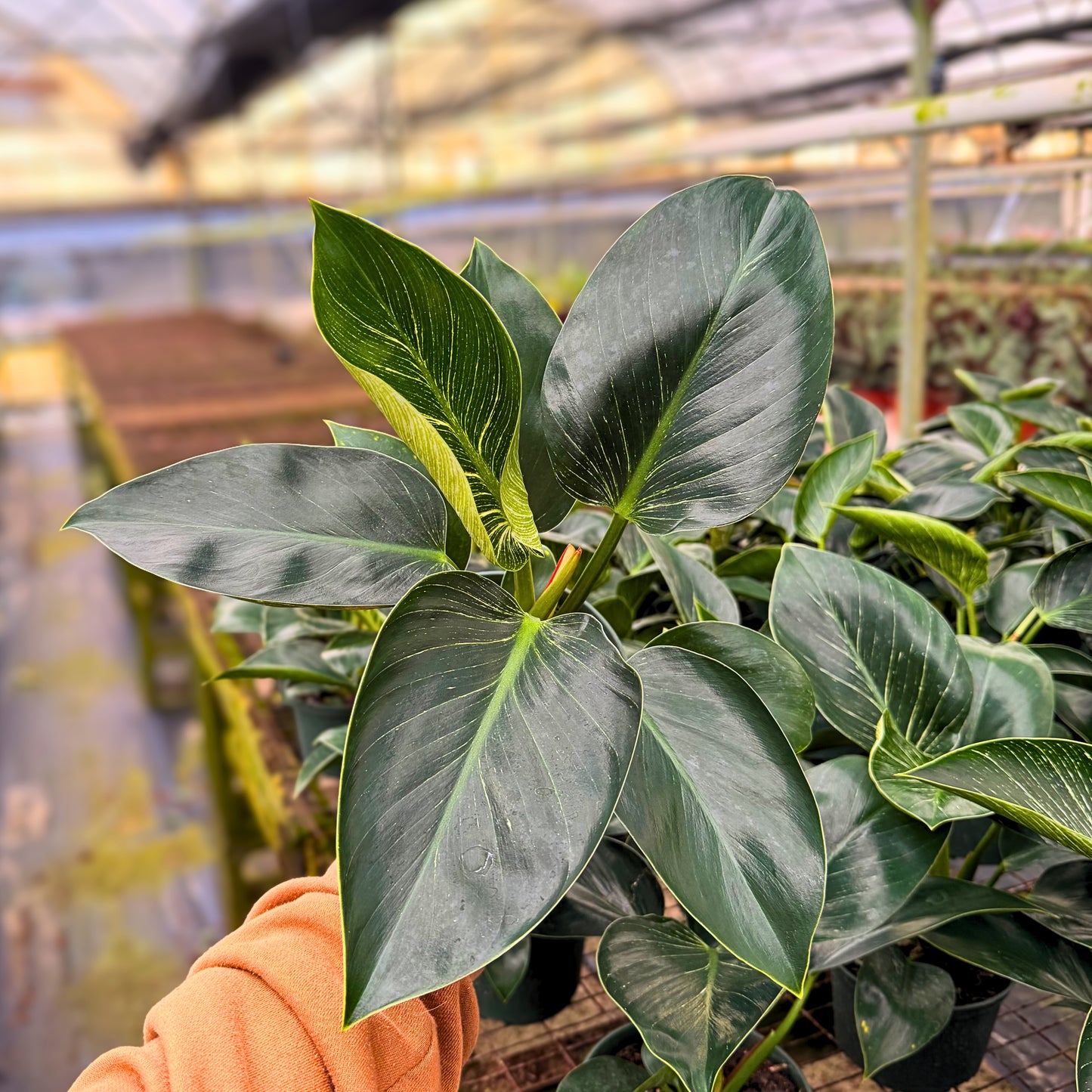 6" Philodendron Birkin