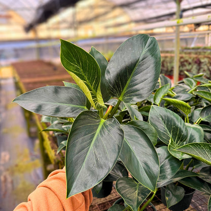 6" Philodendron Birkin