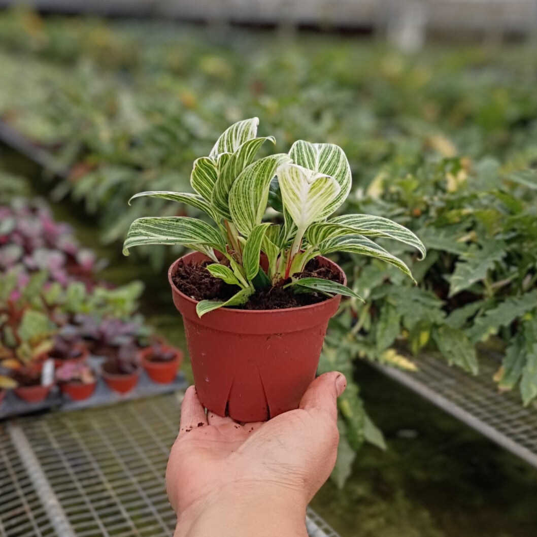 4"  Philodendron Evian