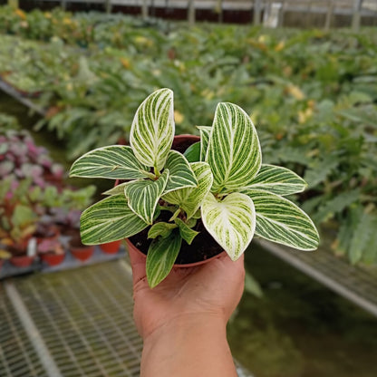 4"  Philodendron Evian