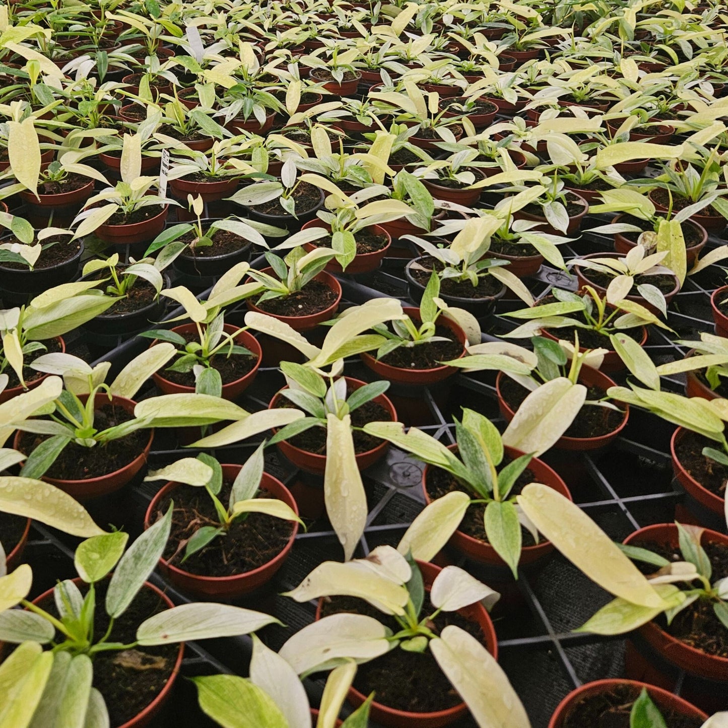4" Philodendron Ghost Mint