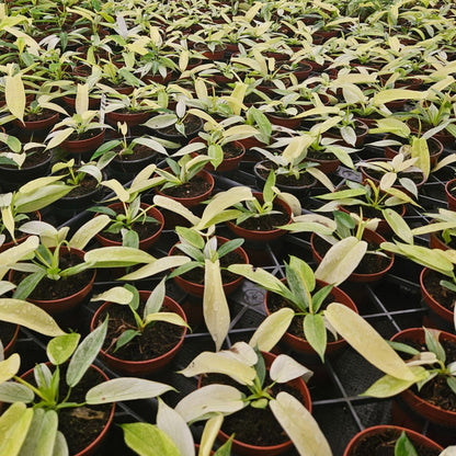 4" Philodendron Ghost Mint