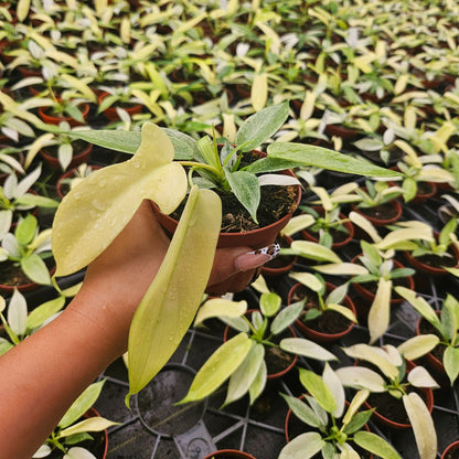 4" Philodendron Ghost Mint