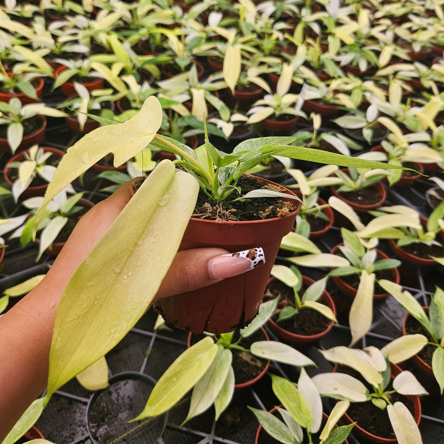 4" Philodendron Ghost Mint