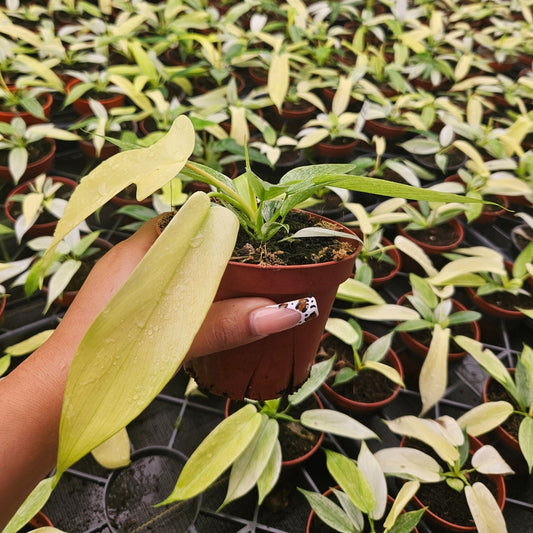 4" Philodendron Ghost Mint