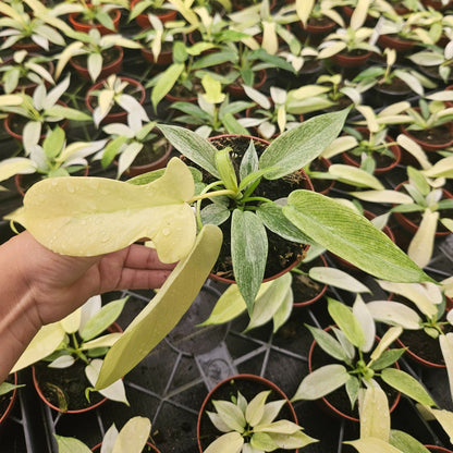 4" Philodendron Ghost Mint