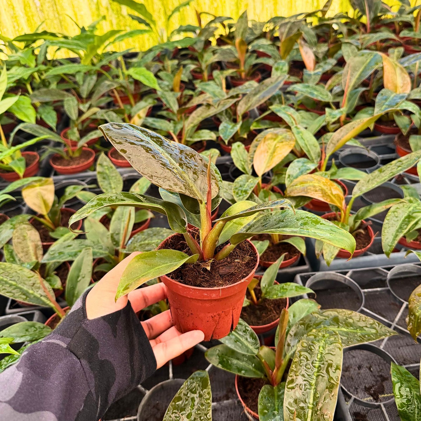 4" Philodendron Imperial Red