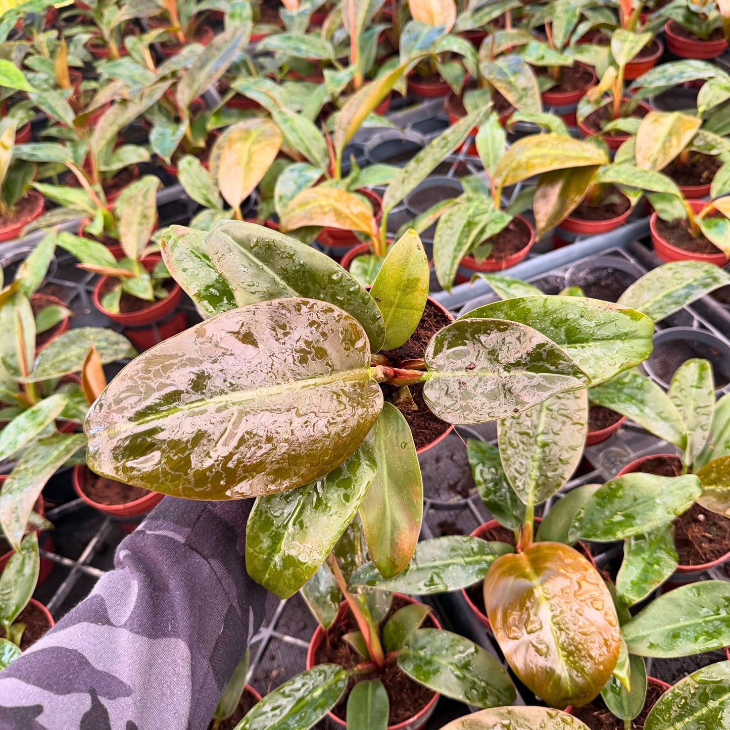 4" Philodendron Imperial Red