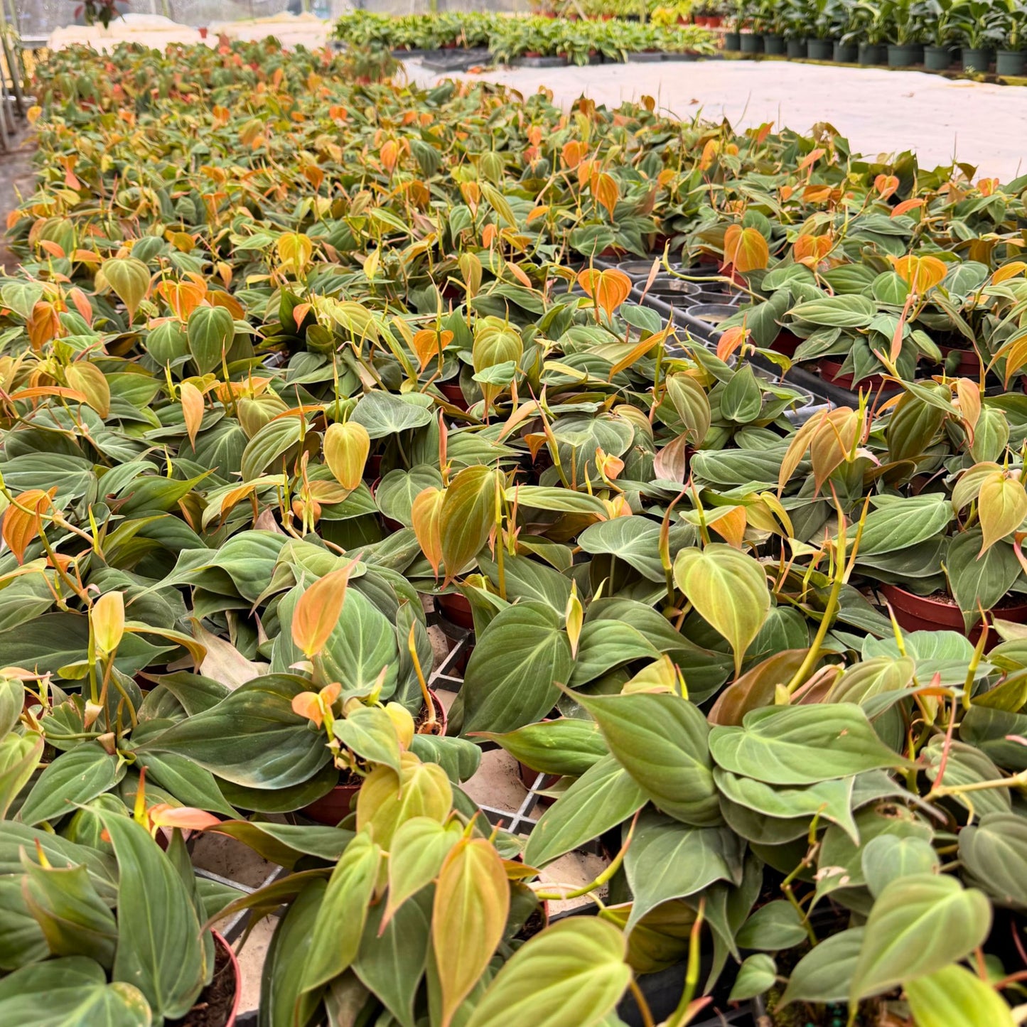 4" Philodendron Mican