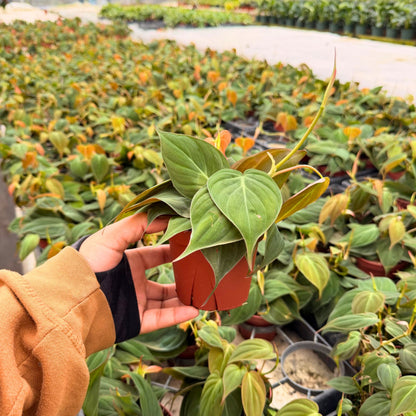 4" Philodendron Mican