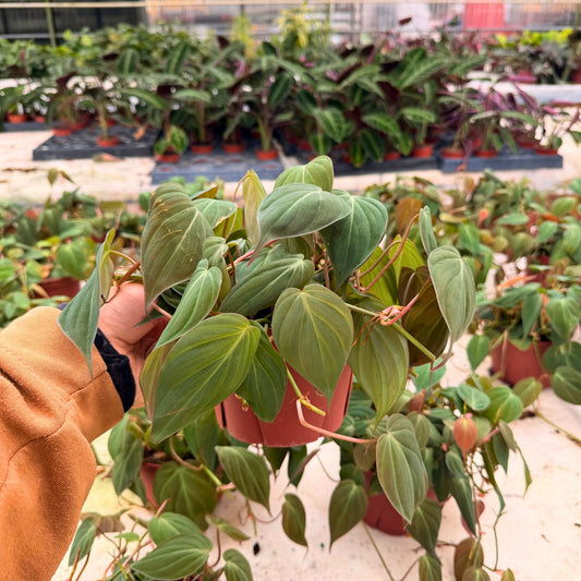 6" Philodendron Mican