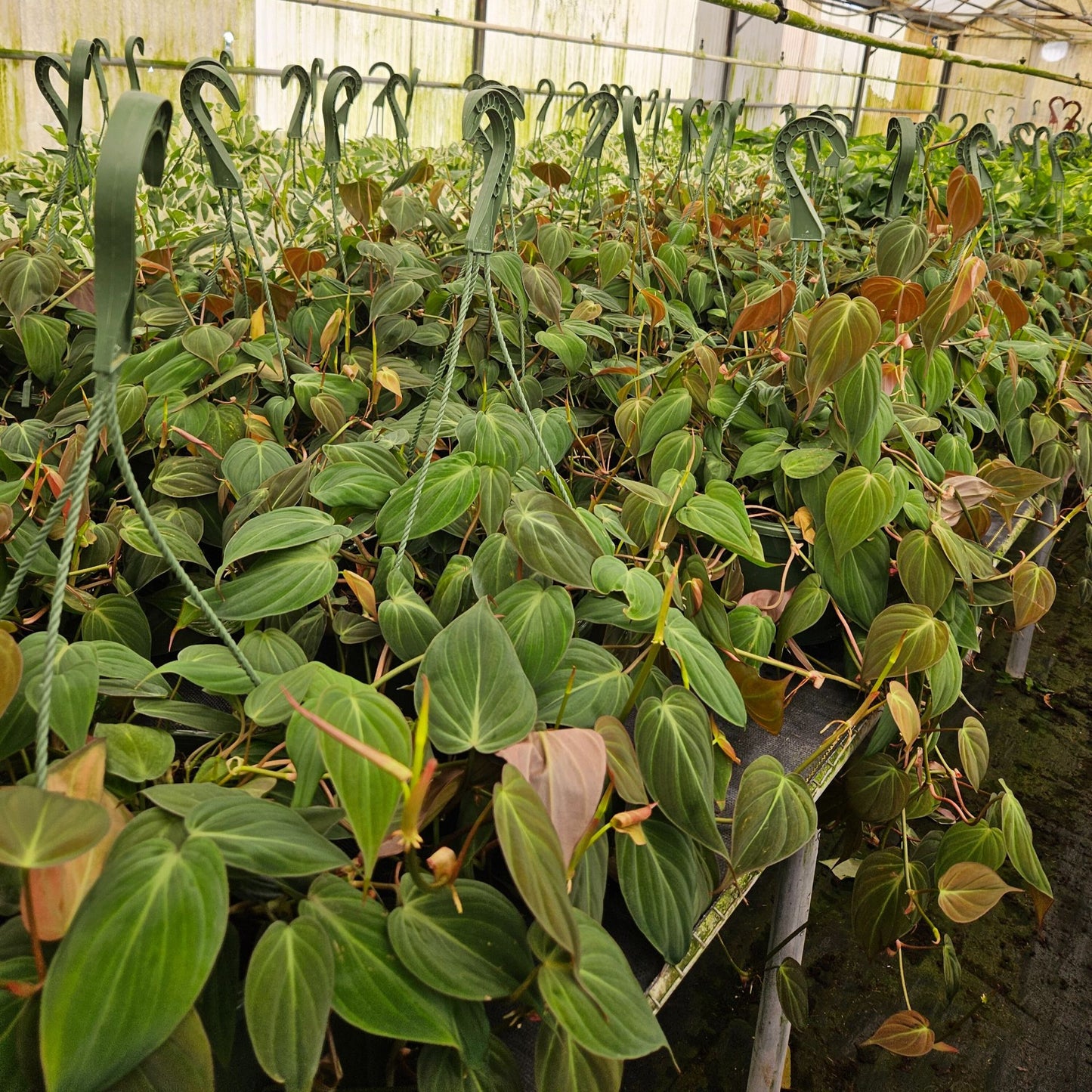 8" Philodendron Mican H.B