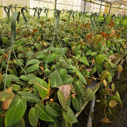 8" Philodendron Mican H.B