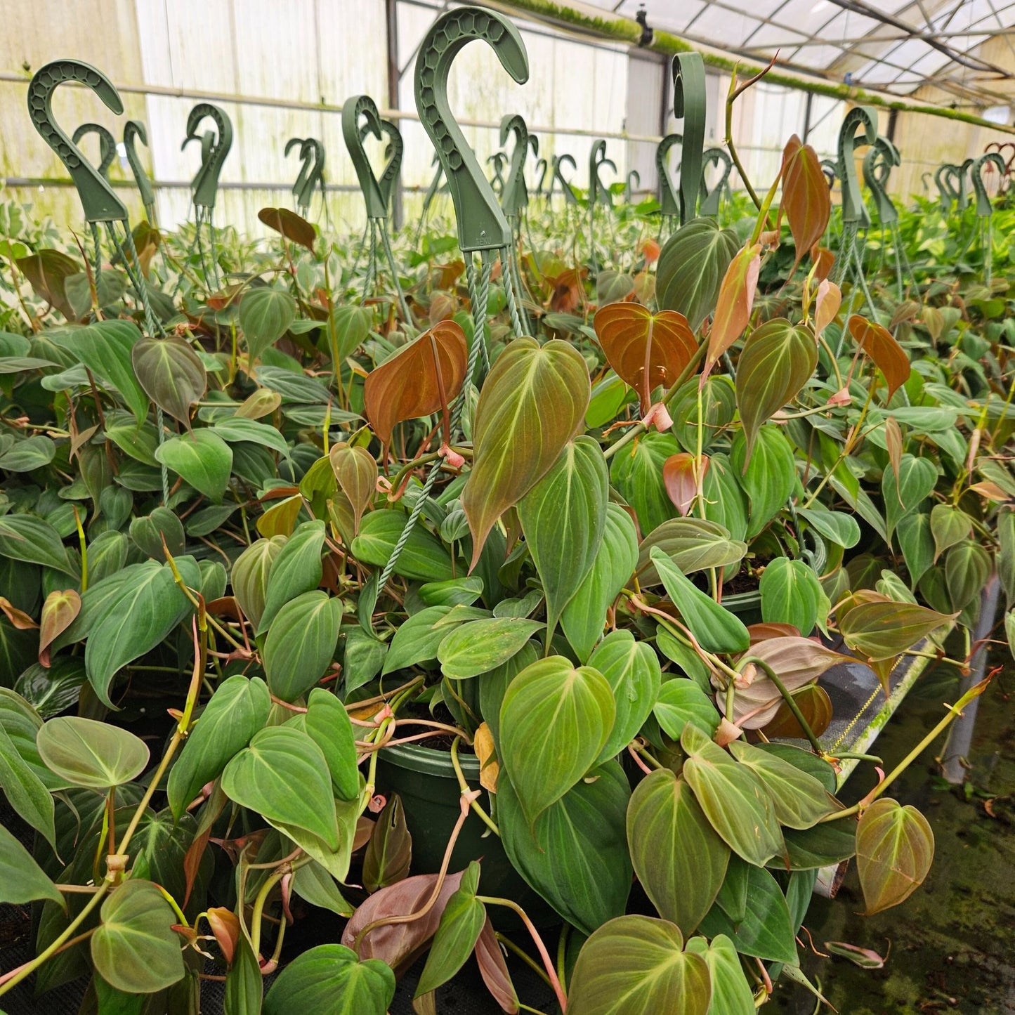 8" Philodendron Mican H.B