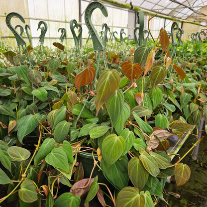 8" Philodendron Mican H.B