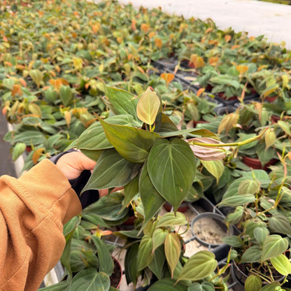 4" Philodendron Mican