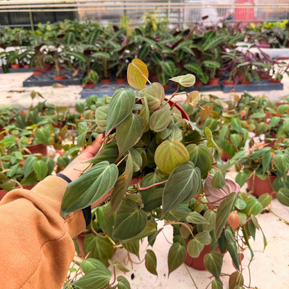 6" Philodendron Mican