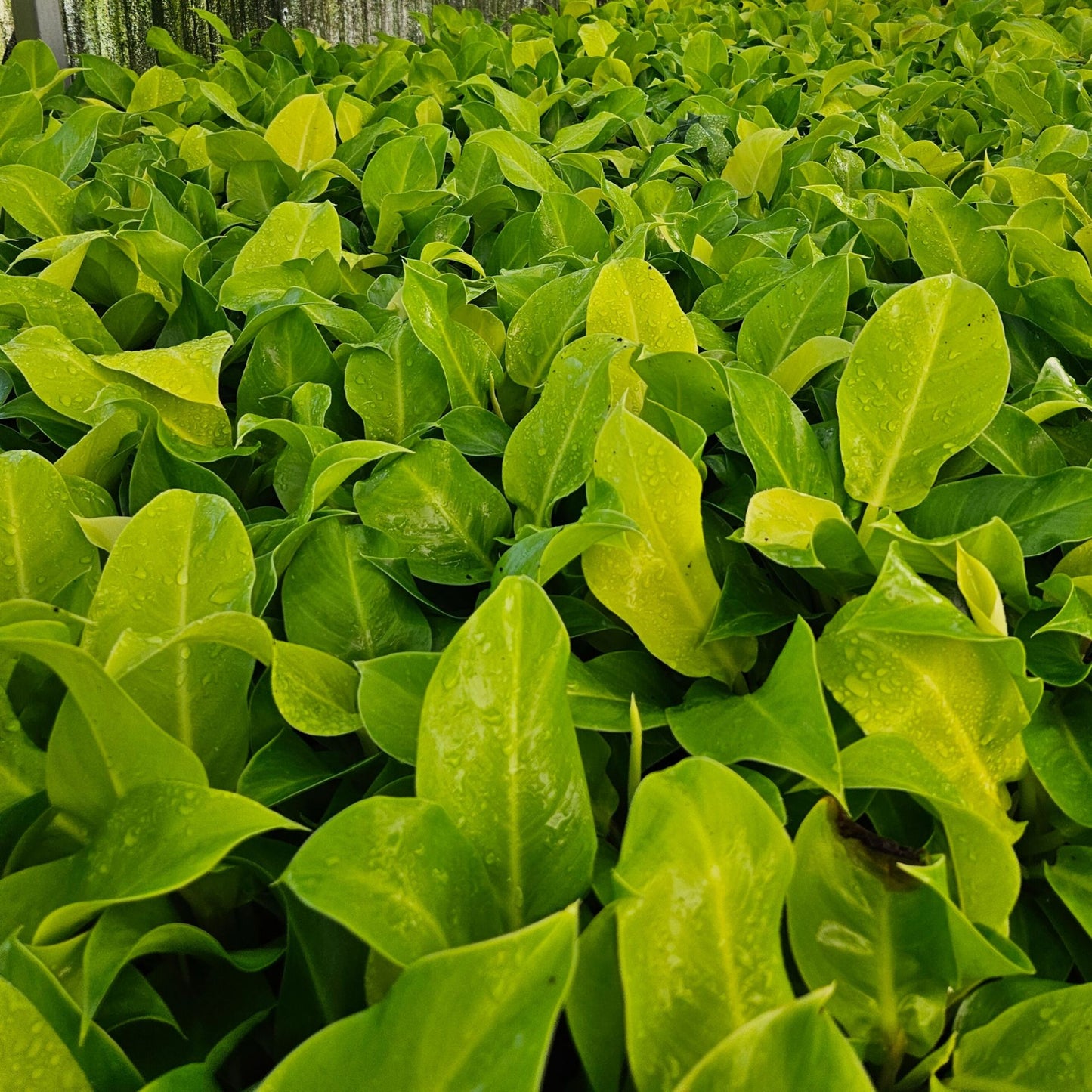 4" Philodendron Moonlight