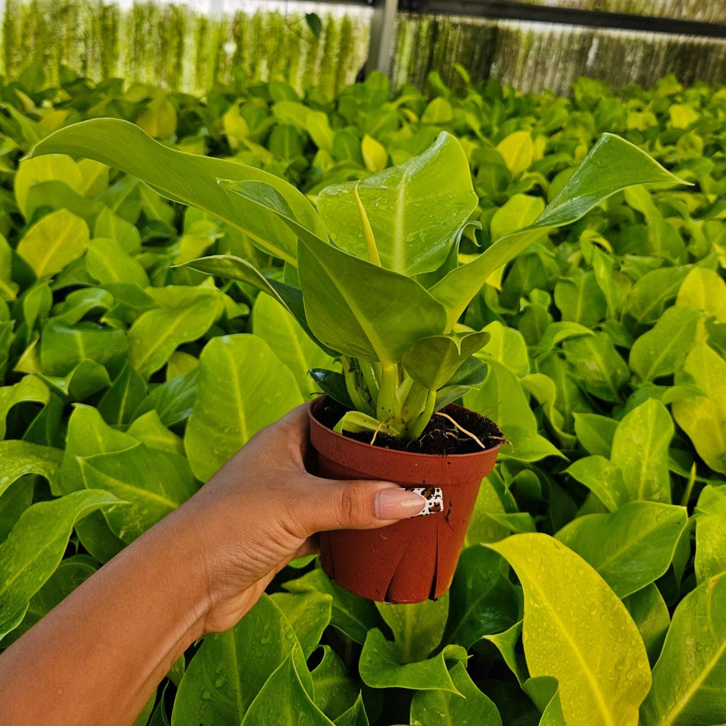 4" Philodendron Moonlight