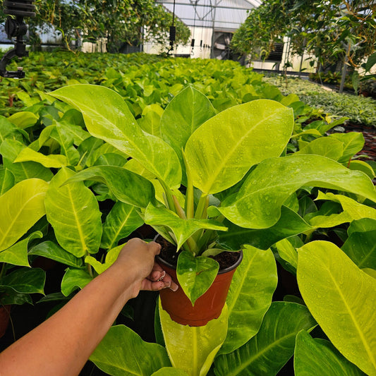 6" Philodendron Moonlight