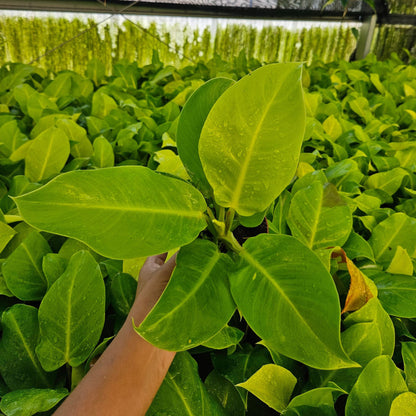 4" Philodendron Moonlight