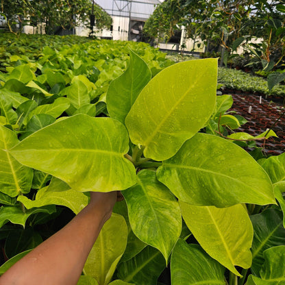 6" Philodendron Moonlight