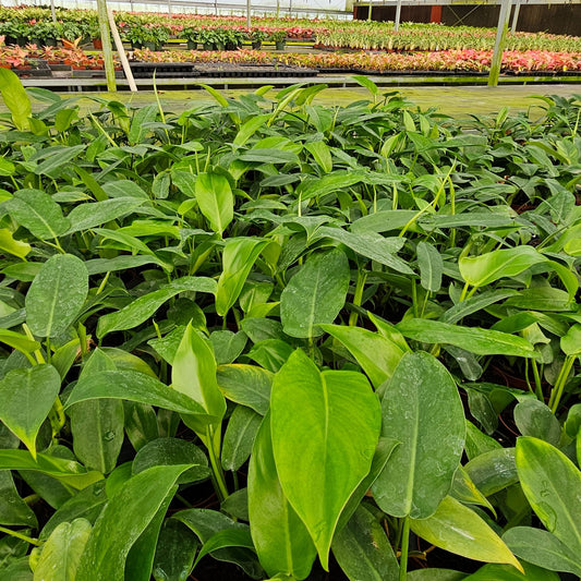 4" Philodendron Paudiforme