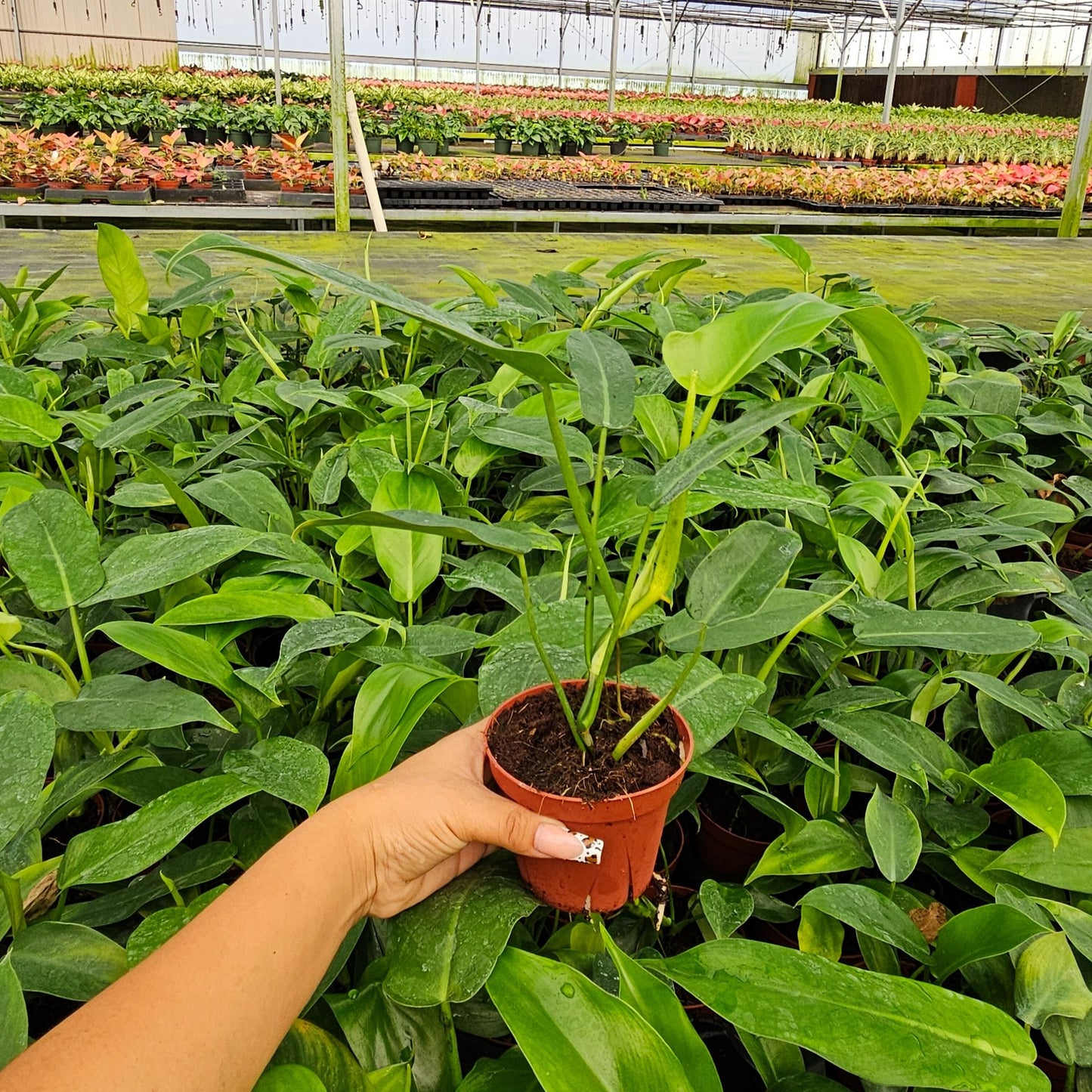 4" Philodendron Paudiforme