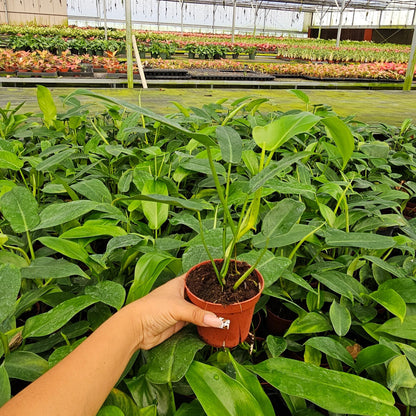 4" Philodendron Paudiforme