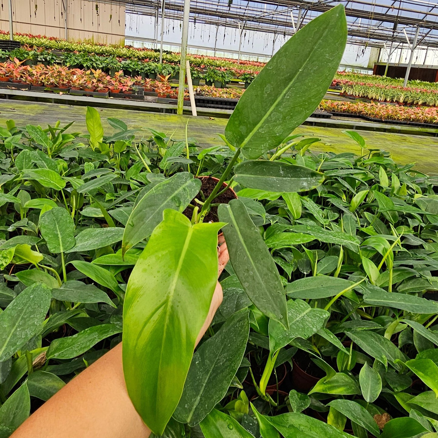 4" Philodendron Paudiforme