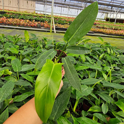 4" Philodendron Paudiforme