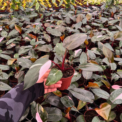 4" Philodendron Pink Princess (Low Color)