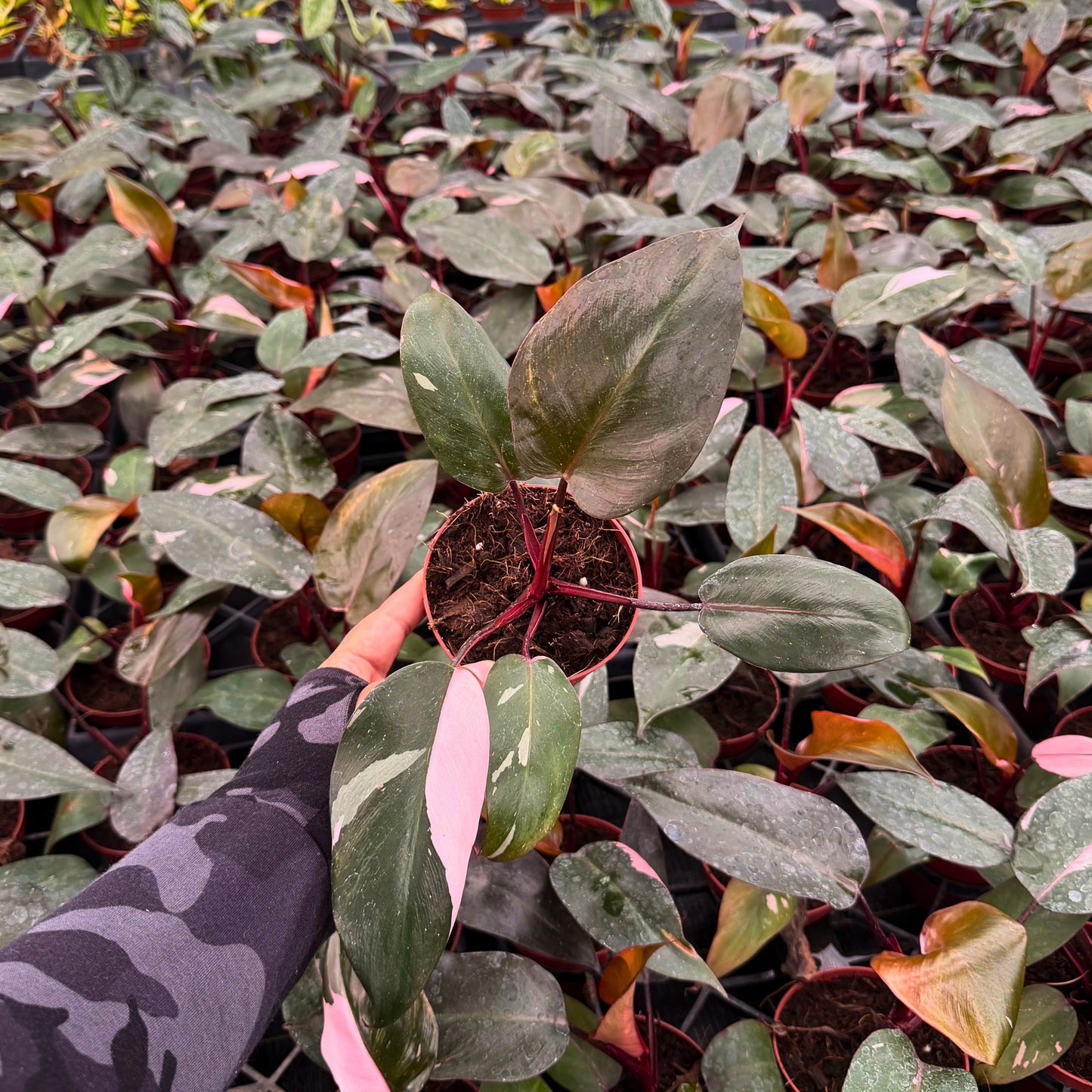 4" Philodendron Pink Princess (Low Color)
